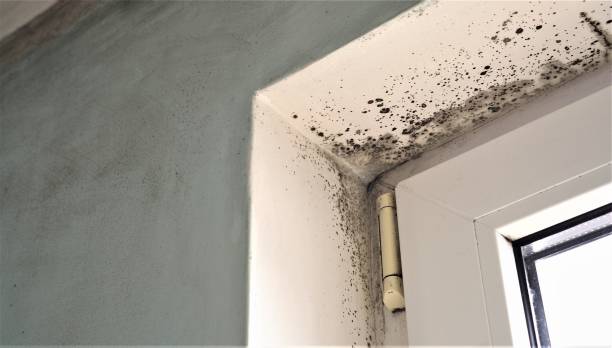 Mold Documentation for Insurance Claims in Newark, CA