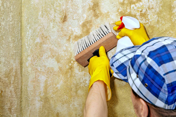 Mold Remediation for Rental Properties in Newark, CA