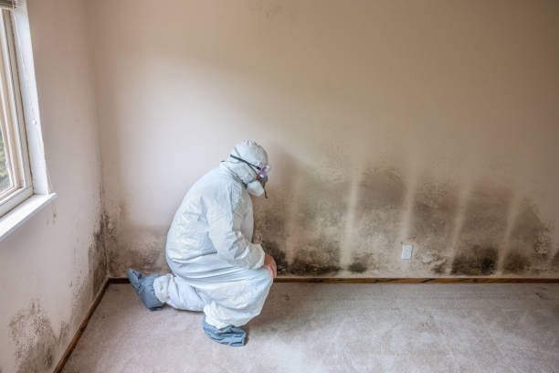 Best Industrial Mold Remediation  in Newark, CA