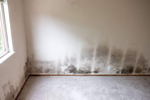Best Mold Removal for HVAC Installations  in Newark, CA