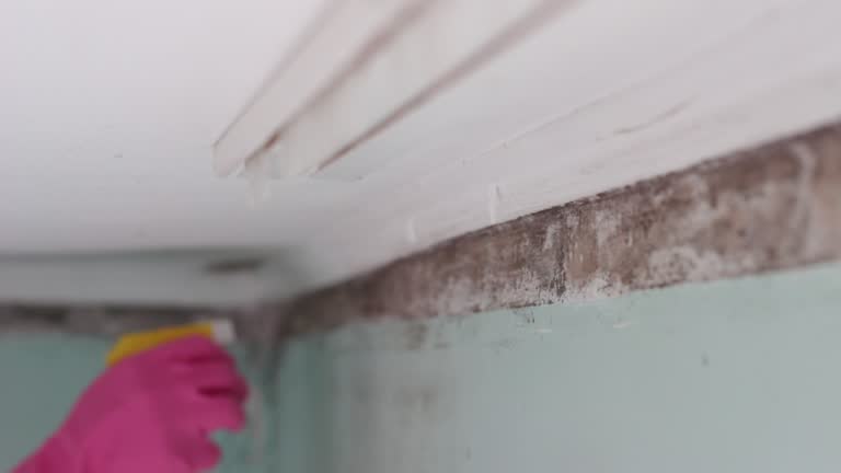Environmental Consulting for Mold Prevention in Newark, CA